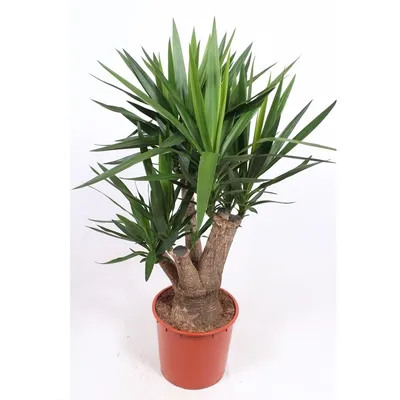 Юкка алоэлистная (Yucca aloifolia) — описание, выращивание, фото | на  LePlants.ru