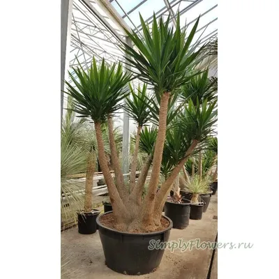 Yucca aloifolia - Юкка Алоэлистная - купить семена на Tropics Seeds.