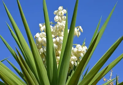 Юкка слоновая - Yucca elephantipes. Уход за юккой, фото, видео