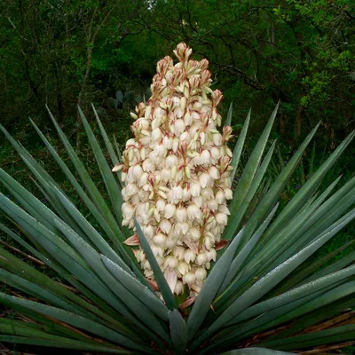 Юкка нитчатая Брайт Эдж (Yucca filamentosa Bright Edge)