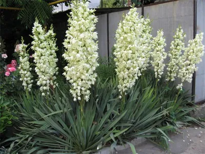 Юкка нитчатая Брайт Эдж (Yucca filamentosa Bright Edge) | саженцы в Украине