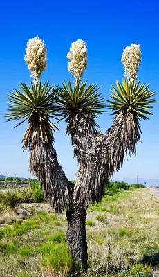 Юкка слоновая на двух стволах купить в Минске с доставкой | Cactus.by