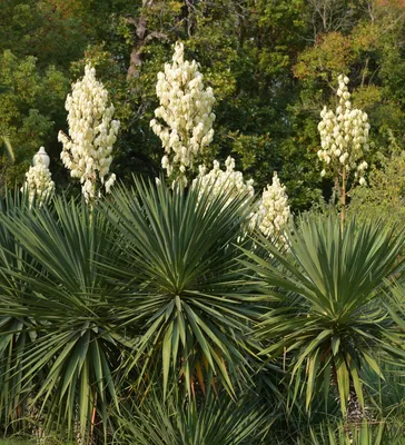 Юкка нитчатая Yucca filamentosa 35л — цена в LETTO