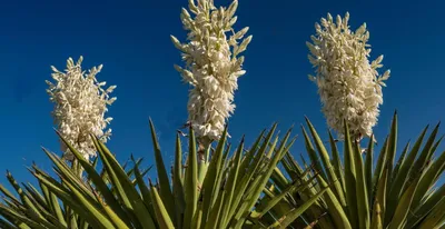 Юкка (Yucca) домашняя пальма купить в СПб в интернет – магазине