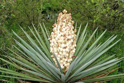 Юкка слоновая - Yucca elephantipes. Уход за юккой, фото, видео