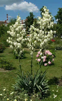 Юкка нитчатая или юкка филаментоза - купить в интернет-магазине  FreshPlants.ru с доставкой по Москве, области, России