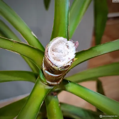 Юкка сизая (Yucca glauca) - PictureThis