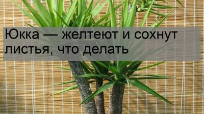 Срез корня Юкки нужно посыпать пеплом