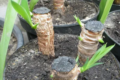 Юкка слоновая - Yucca elephantipes. Уход за юккой, фото, видео