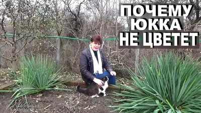 Размножаем Юкку делением корневища