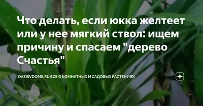 Юкка: выращивание в саду - посадка, уход и размножение растений
