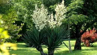 Комнатное растение Юкка, Live Plants Moscow, buy at a price of 4490 RUB,  Trees, Palm Trees on Oversayz Buket with delivery | Flowwow