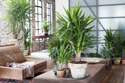 Юкка Yucca 60-30-20 2+ 105/21 - купить, цена
