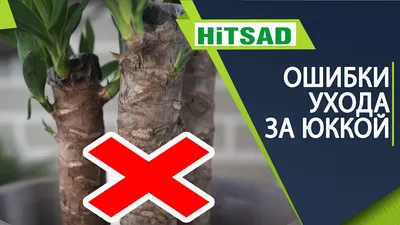 Комнатное растение юкка. Уход, выращивание, размножение.  Декоративно-лиственные. Пальма. Болезни, вредители. Фото — Ботаничка