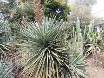 Красная юкка, юкка колибри, Parviflora Hesperaloe Стоковое Фото -  изображение насчитывающей затавренным, длиной: 114256362