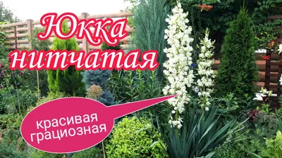 Купить Юкка нитчатая садовая (артикул 100-0247) по цене 12 руб. с доставкой  почтой