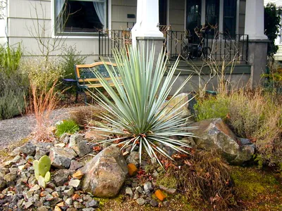 Yucca Rigida – Creative Landscapes, Inc.