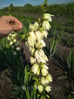 Юкка садовая (Yucca) — купите саженцы в контейнере в Краснодаре -  Прекраснодар — садовый центр в Краснодаре