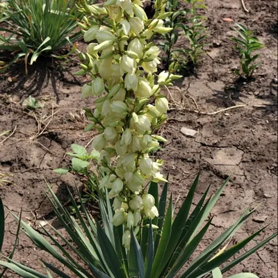 Растения для водоема 2024 : Yucca filamentosa - Юкка нитчатая ADAM'S NEEDLE