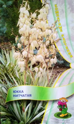 Купить юкка нитчатая (yucca filamentosa) с5 саженец с доставкой в  Ростове-на-Дону и России