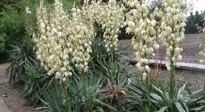 Юкка нитчатая (Yucca filamentosa) · Кветки Горки