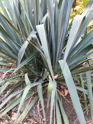 Юкка нитчатая Yucca Filamentosa · Садовий центр «Shoni»