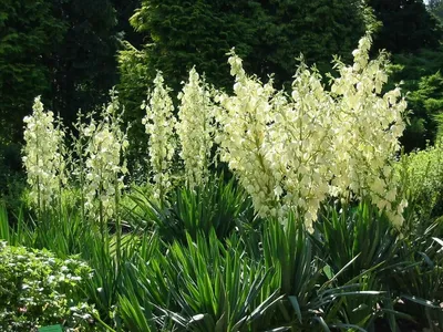 Юкка нитчатая 'Color Guard' (Yucca filamentosa 'Color Guard')