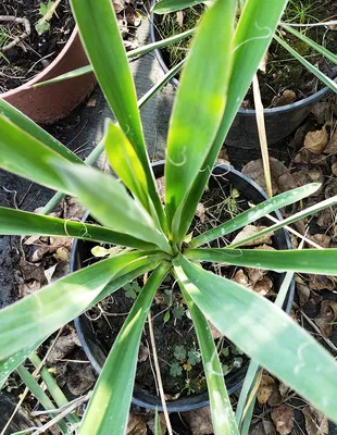 Юкка Садовая Нитчатая (Yucca Filamentosa L.), Саженец — Купить на BIGL.UA ᐉ  Удобная Доставка (1911045367)