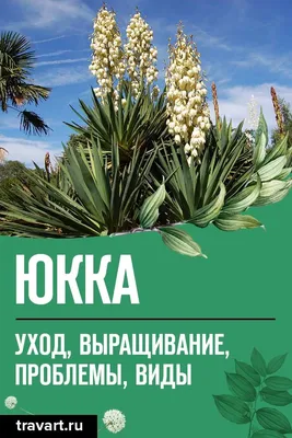 Юкка: выращивание и уход в домашних условиях и в открытом грунте