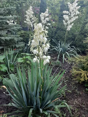 Юкка садовая нитчатая (Yucca filamentosa) садовый многолетник: 50 грн. -  Сад / огород Днепр на Olx