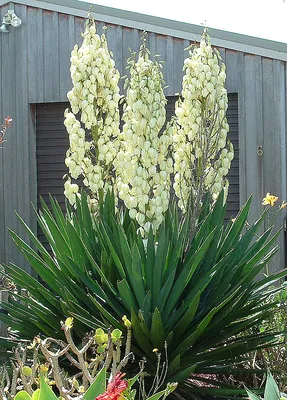 Юкка слоновая - Yucca elephantipes. Уход за юккой, фото, видео