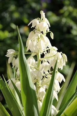 Юкка нитчатая (Yucca filamentosa) - PictureThis