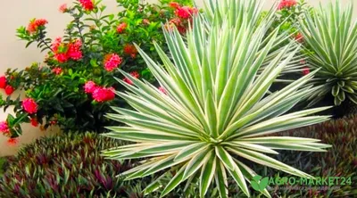 Цветок юкка: характеристика, способы размножения и уход, выращивание дома и  в саду, видео | Plants, Mexican garden, Garden