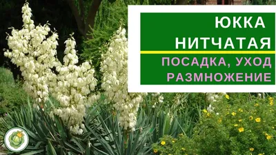 Юкка садовая: уход, посадка, размножение, пересадка, обрезка весной в  домашних условиях и фото растения с названиями