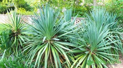 Юкка садовая нитчатая (Yucca filamentosa) садовый многолетник: 50 грн. -  Сад / огород Днепр на Olx