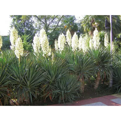Юкка сизая Color Guard - Юкка - GardenPlants