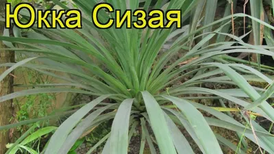 Юкки : Yucca glauca-Юкка сизая Cimarron Pink