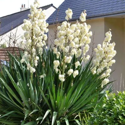 Yucca glauca