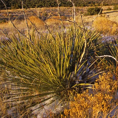 Юкка сизая (Yucca glauca) — описание, выращивание, фото | на LePlants.ru