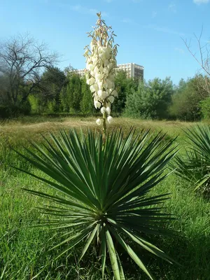 Юкка сизая (Yucca glauca) - PictureThis