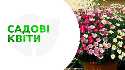 Набор для выращивания Вырасти, дерево! zk-013 Юкка сизая - купить в  RGOSHOP, цена на Мегамаркет