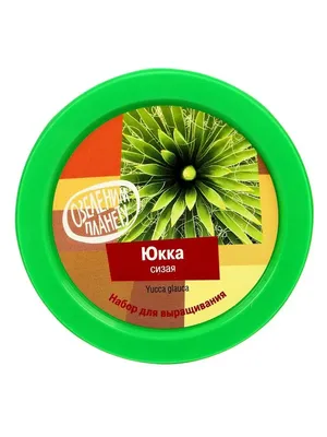 Юкка садовая (Yucca) — купите саженцы в контейнере в Краснодаре -  Прекраснодар — садовый центр в Краснодаре