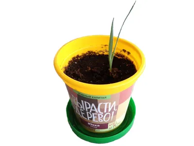Саженец юкки Повислая фото и описание сорта 🌱 купить саженец юкки Повислая  почтой недорого в Новокузнецке