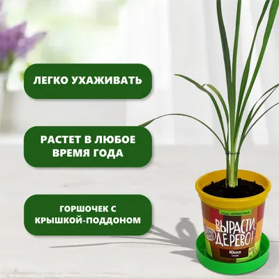 Набор для выращивания растений \"Юкка сизая\" ВЫРАСТИ ДЕРЕВО! 172015778  купить за 316 ₽ в интернет-магазине Wildberries