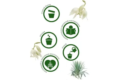Посадка и уход за юккой: где лучше сажать юкку - Agro-Market24