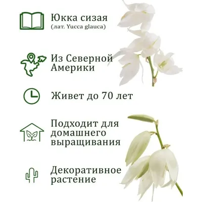 Набор для выращивания растений Юкка сизая - купить в Мурино, отзывы. ТД  «Вимос»