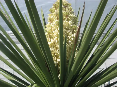 Ботанический сад 🌿 on Instagram: \"ЮККА СИЗАЯ Латинское название: yucca  glauca. Родина Юкки сизой - Мексика. Юкка сизая отличается эффектным  внешним видом: крепкий древовидный ствол увенчан пышной шапкой узких  поникающих листьев. Растение