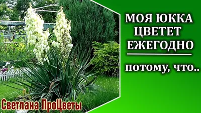 Набор для выращивания \"Юкка сизая\" купить, отзывы, фото, доставка - КАПУСТА  │ Совместные покупки Краснодар, Краснодарский край, Новокузнецк, Новосибир