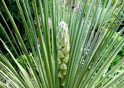 Юкка сизая - Wikiwand