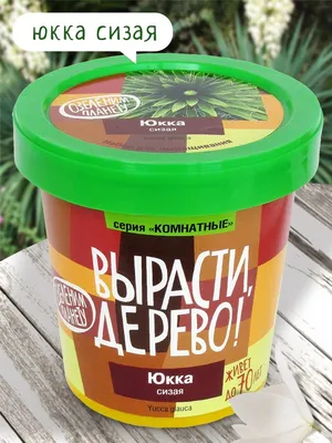 Юкка — Википедия